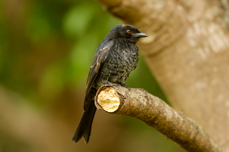 Fork-tailed Drongo