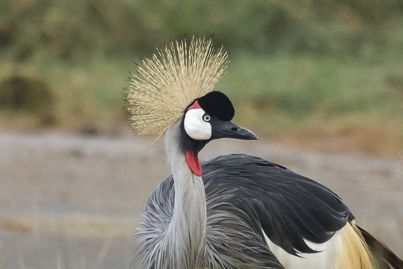 Gray Crowned-Crane