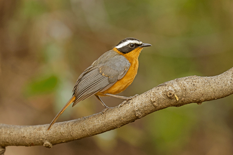 White-browed Robin-Chat