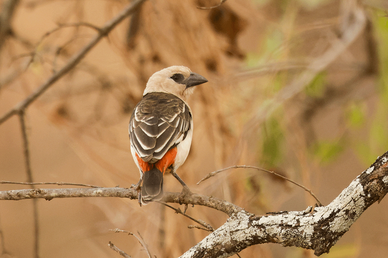 White-headed Buffalo-Weaver
