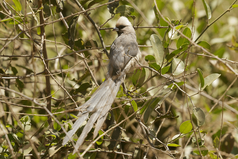 White-headed Mousebird
