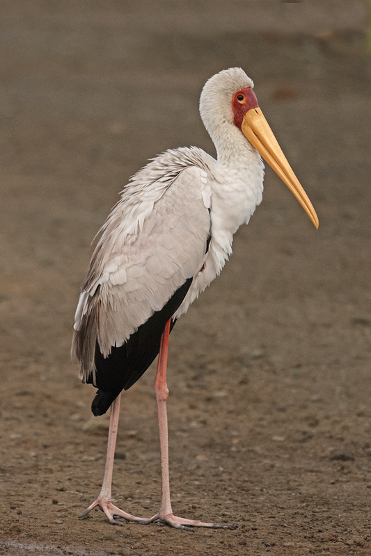 Yellow-billed Stork