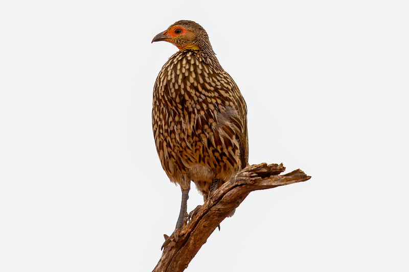 Yellow-necked Spurfowl