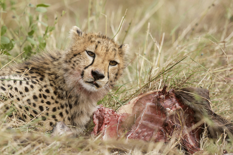 Cheetah