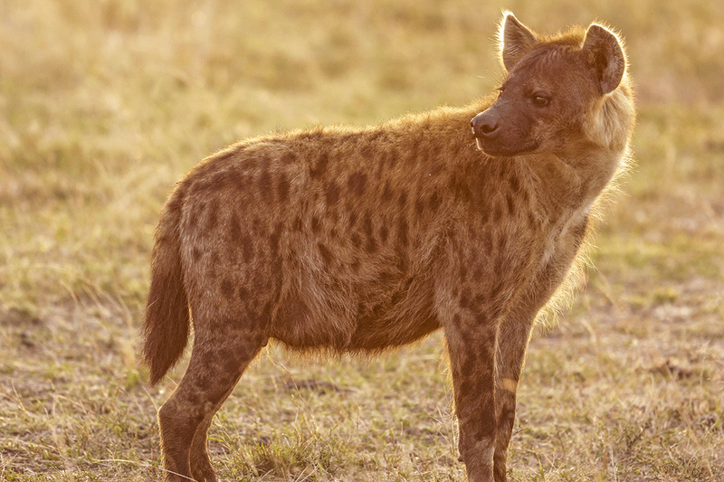Spotted Hyena