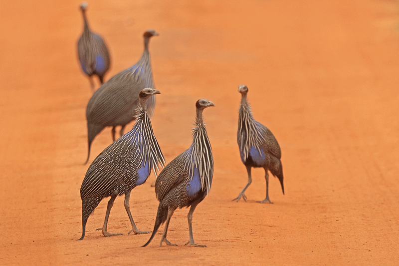 Vulturine Guineafowl