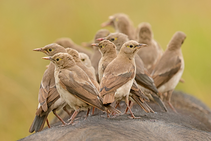 Wattled Starling