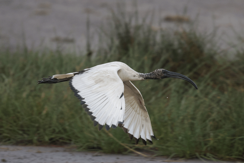 African Scared Ibis