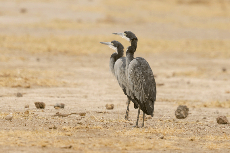 Black-headed Heron