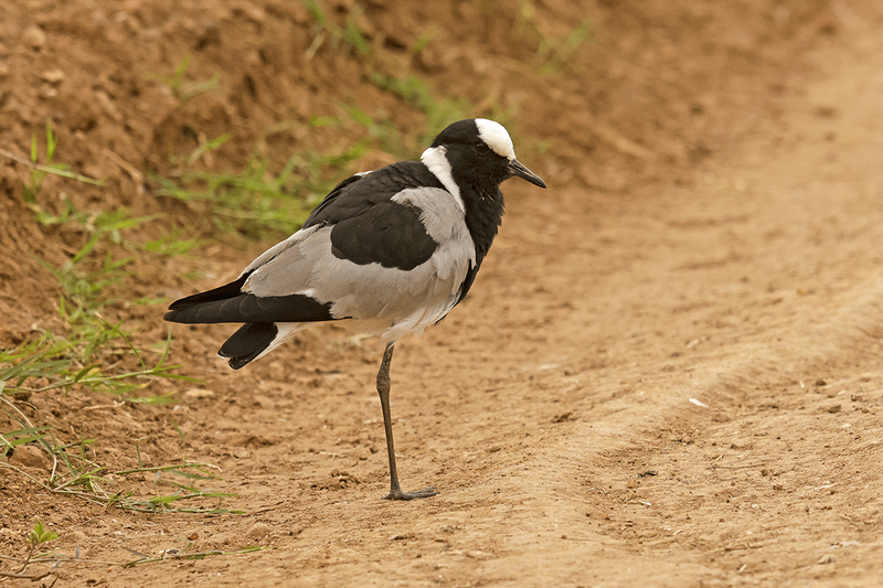 Blacksmith Lapwing
