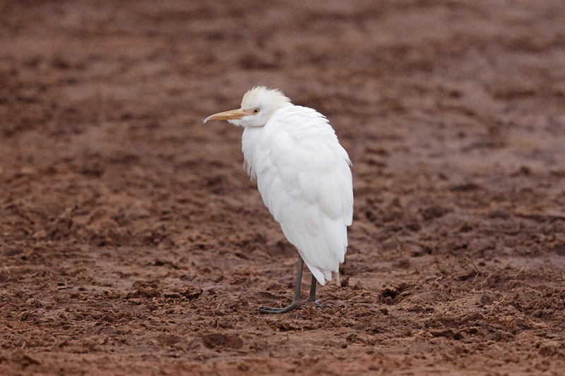 Cattle Egret