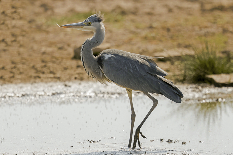 Gray Heron