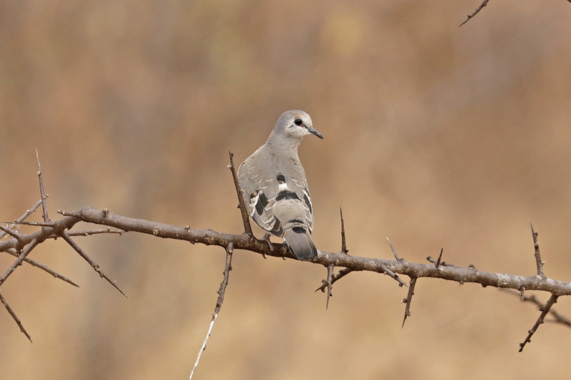 Emerald-spotted Wood-Dove