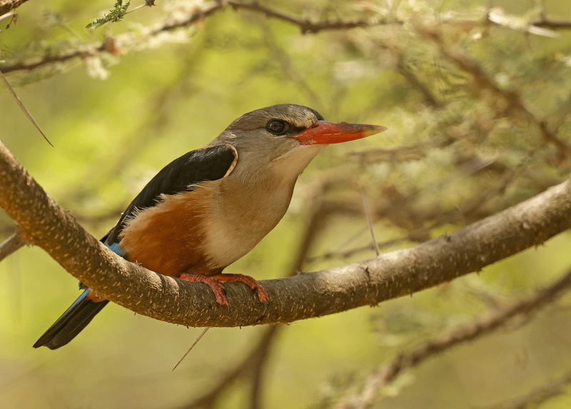 Gray-headed Kingfisher