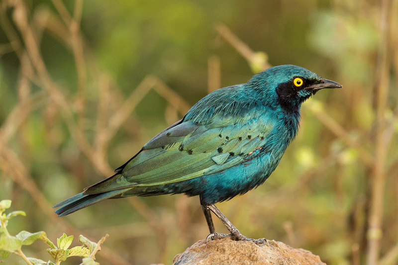 Greater Blue-eared Starling