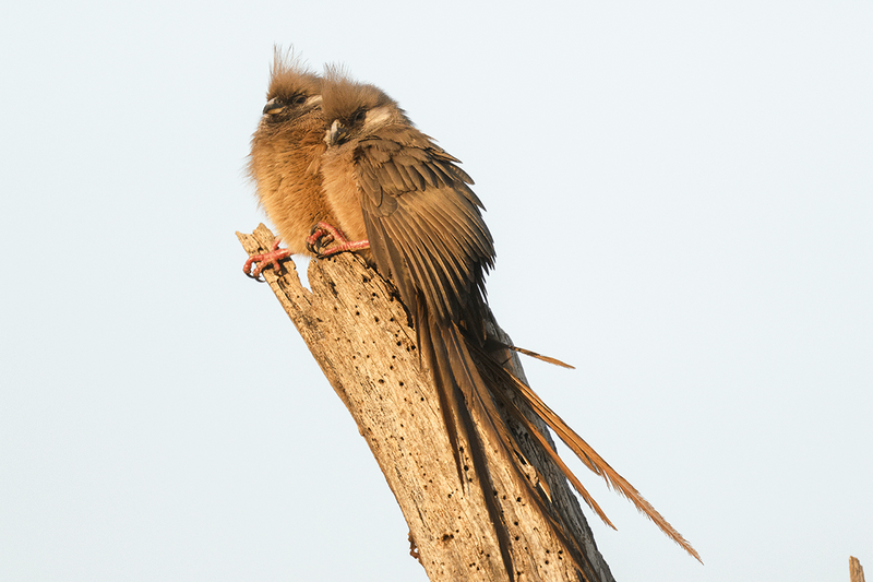 Speckled Mousebird