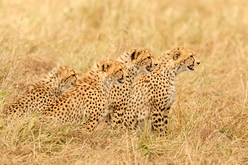 Cheetah