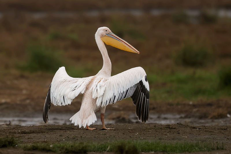 Great White Pelican