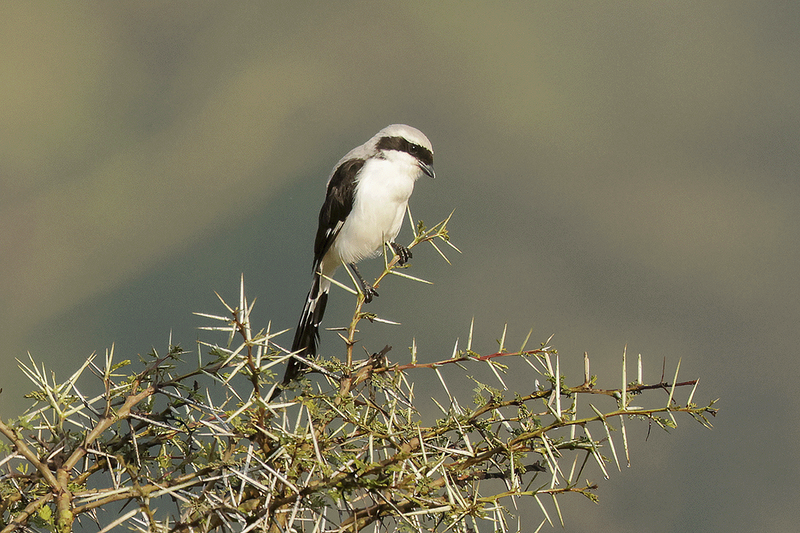 Gray-backed Fiscal