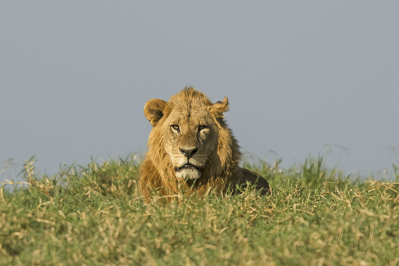 Lion