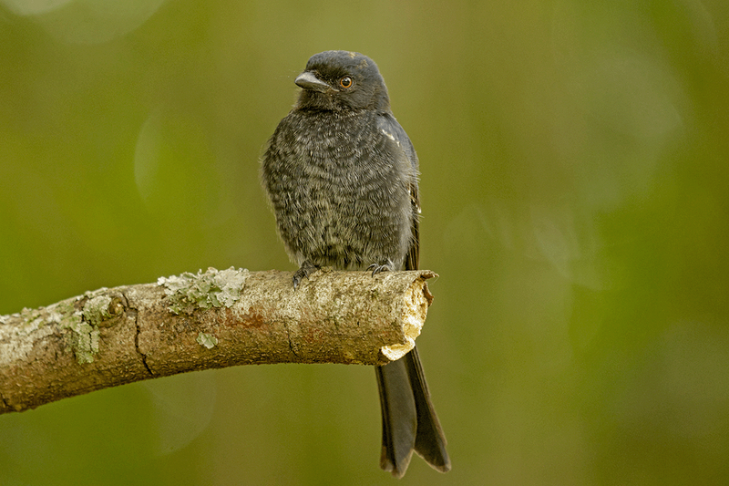 Fork-tailed Drongo