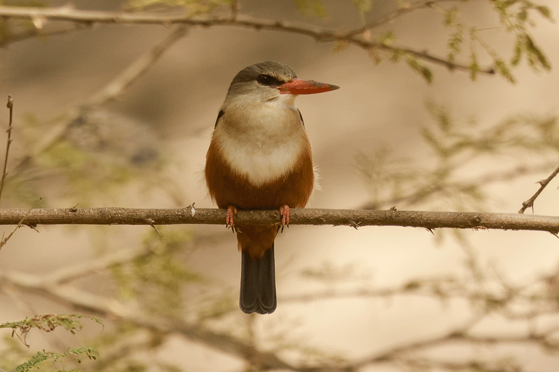 Gray-headed Kingfisher
