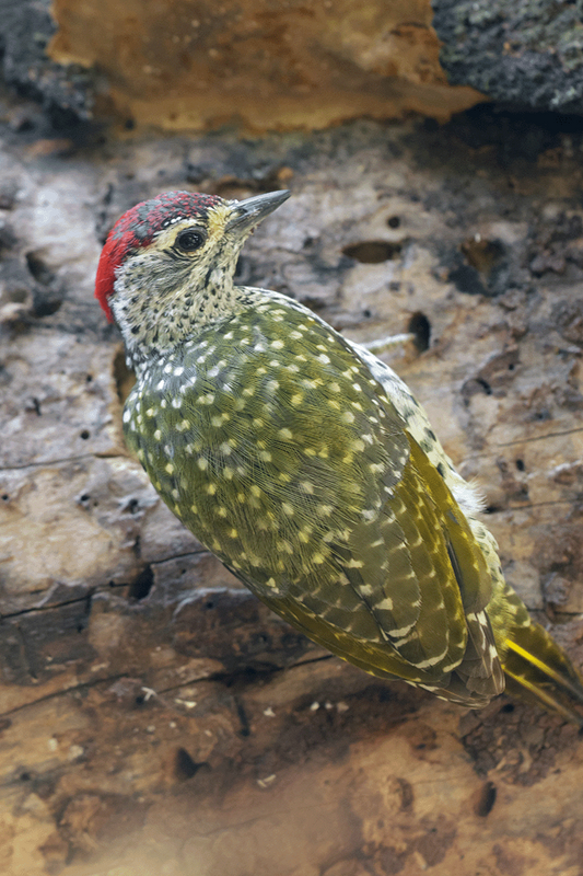 Green-backed Woodpecker