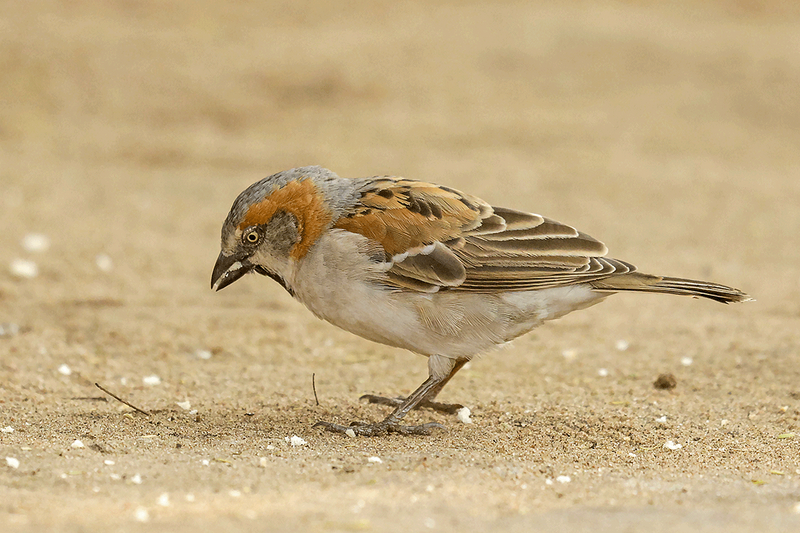 Kenya Rufous Sparrow