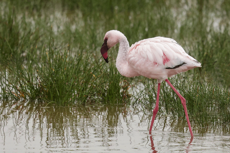 Lesser Flamingo