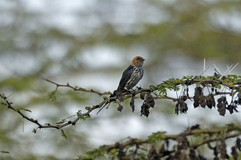 Lesser Striped Swallow