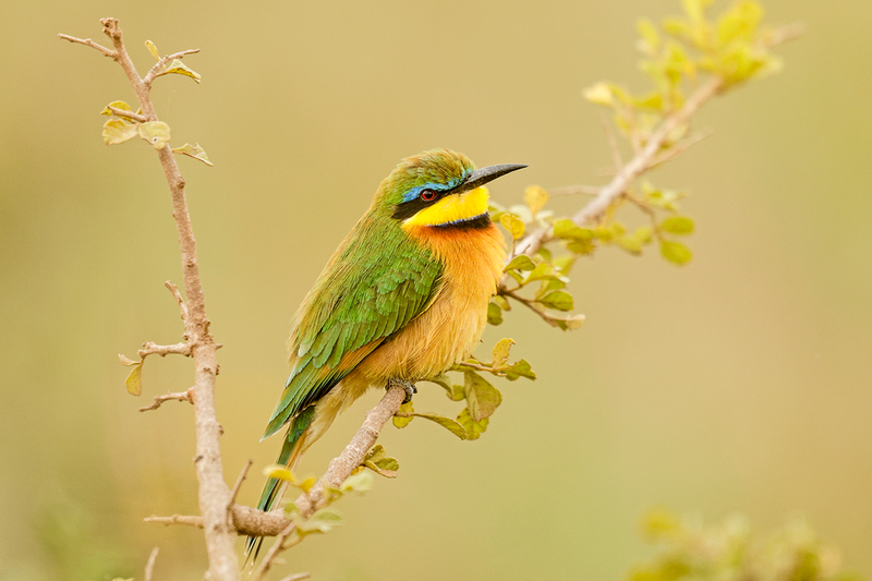 Little Bee-eater