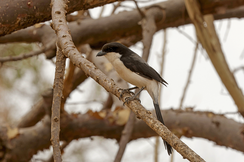 Long-tailed Fiscal