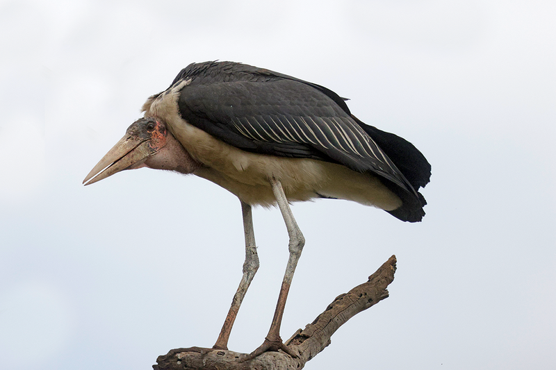 Marabou Stork