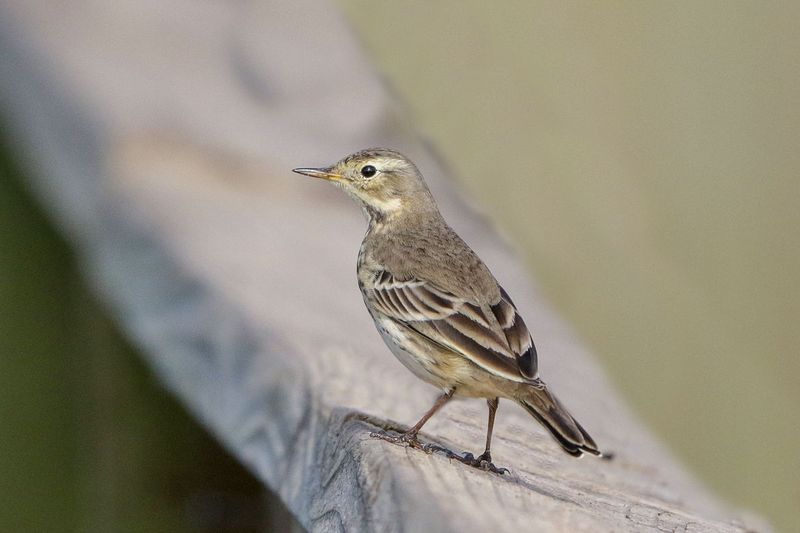 American Pipit