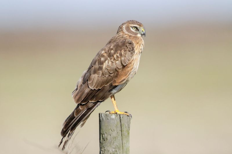 Northern Harrier