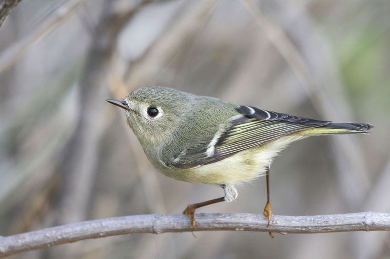 Ruby-crowned Kinglet