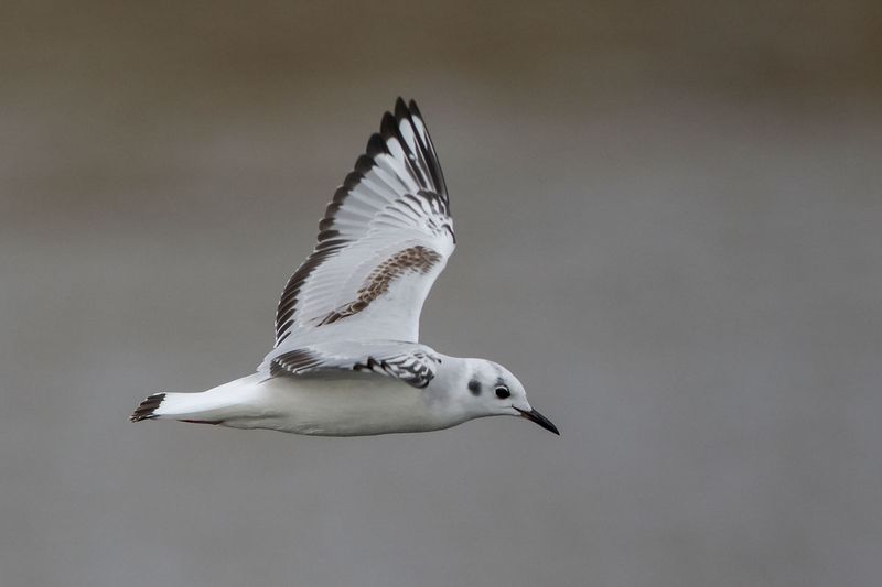Bonaparte's Gull