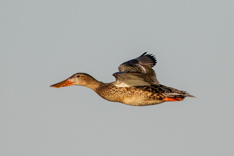 Northern Shoveler