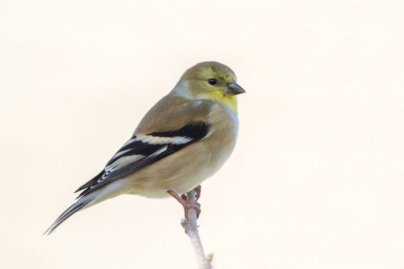 American Goldfinch