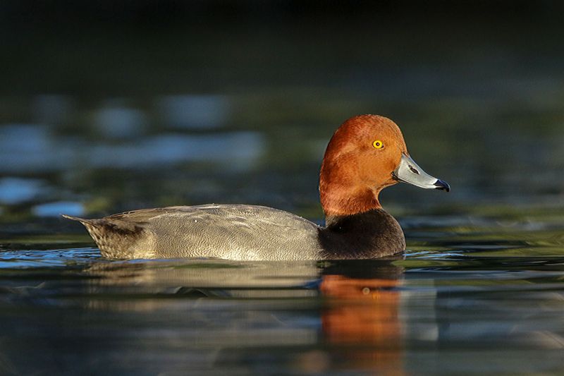 Redhead