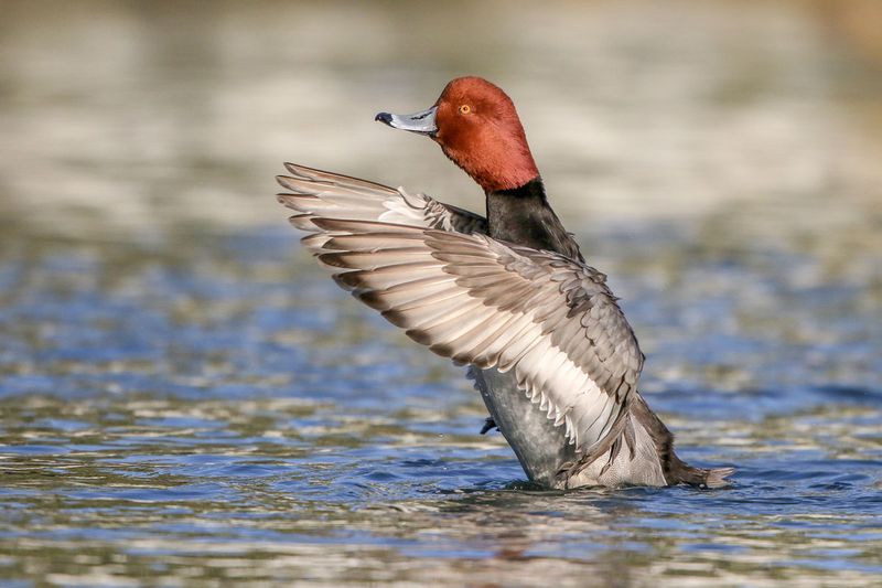 Redhead