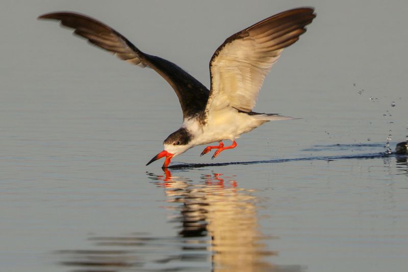Black Skimmer