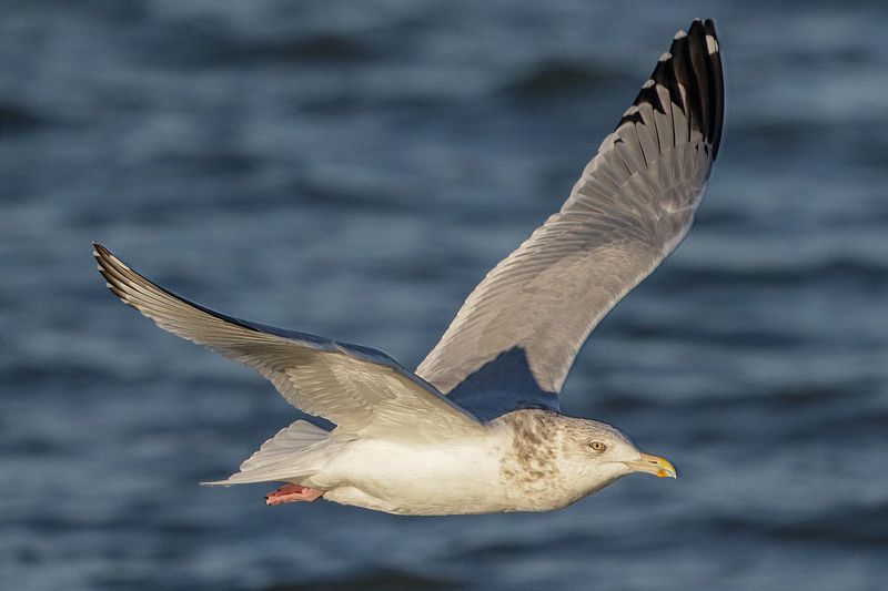 Herring Gull
