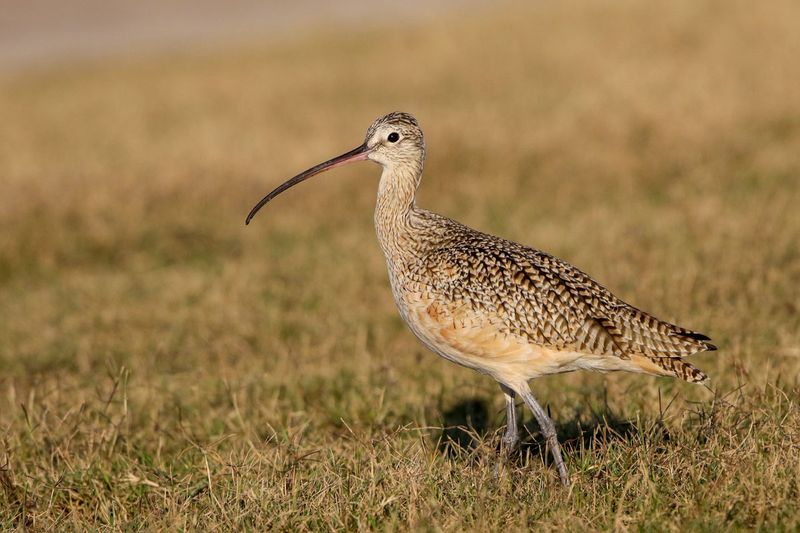 Long-billed Crulew