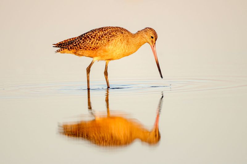 Marbled Godwit