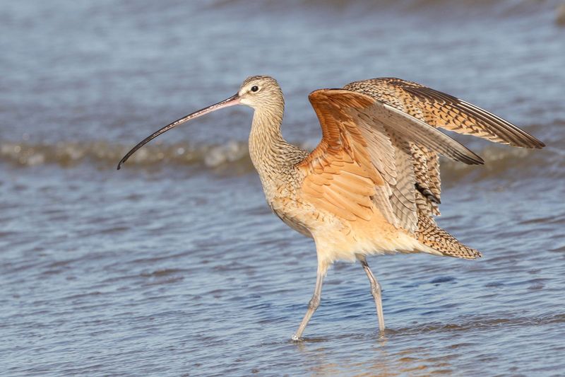 Long-billed Curlew