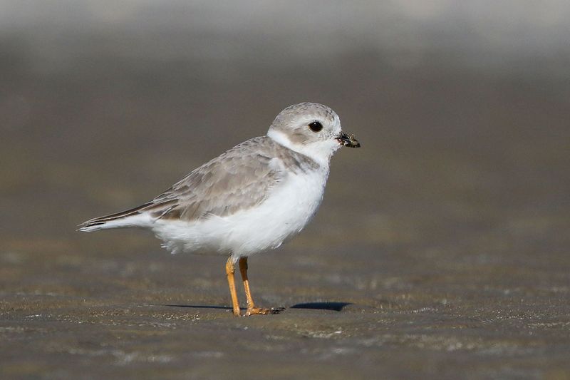 Piping Plover