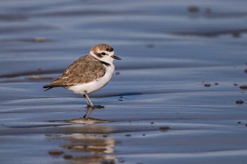 Snowy Plover