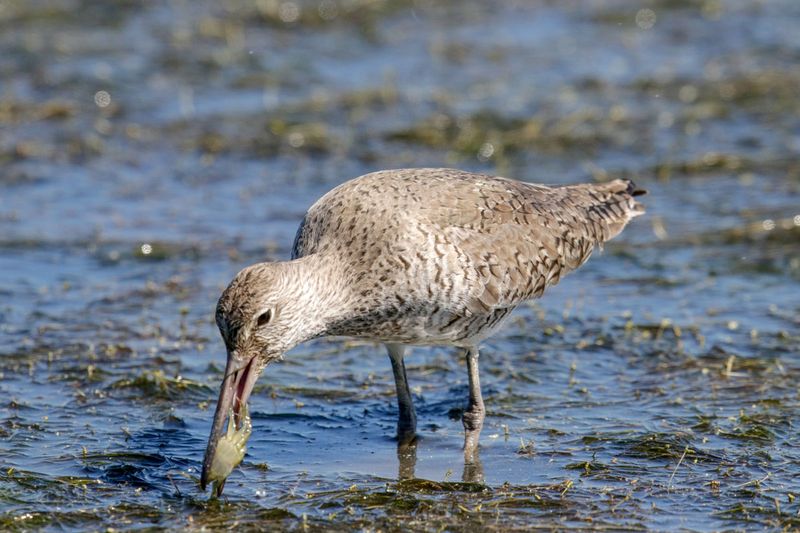 Willet