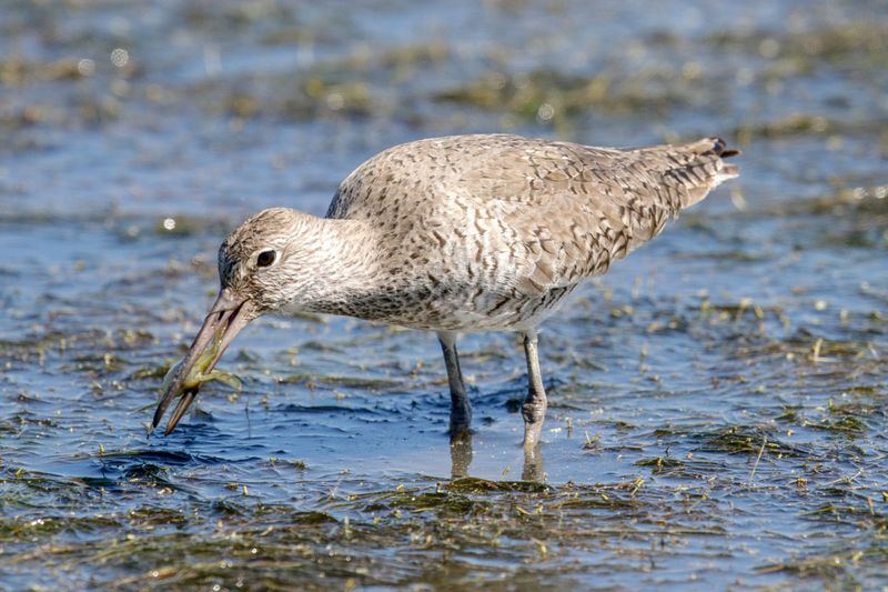 Willet